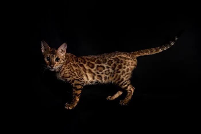 Lucky 1st Bengal Kittens Picture 10