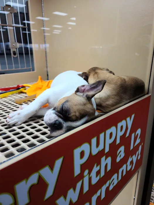 Petland Oklahoma City Picture 6