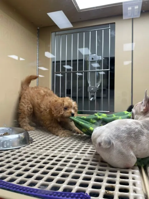 Petland Oklahoma City Picture 9