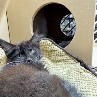 Petland Oklahoma City ico