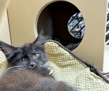 Petland Oklahoma City