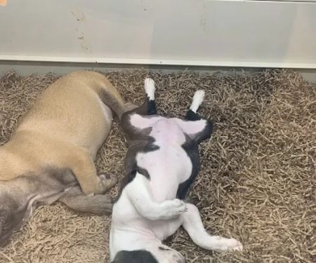Pettito