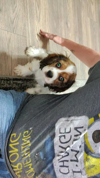 Pettito Picture 6