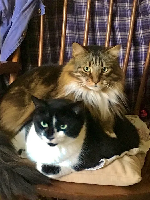 Crazy Paws Veterinary Hospital Picture 1