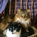 Crazy Paws Veterinary Hospital