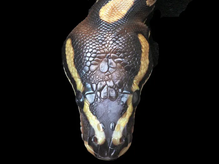 Bob Clark Reptiles Picture 7
