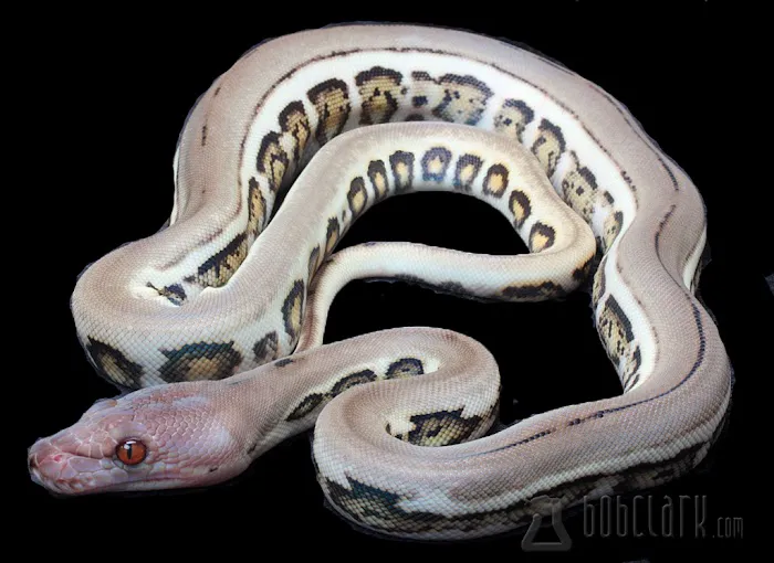 Bob Clark Reptiles Picture 6