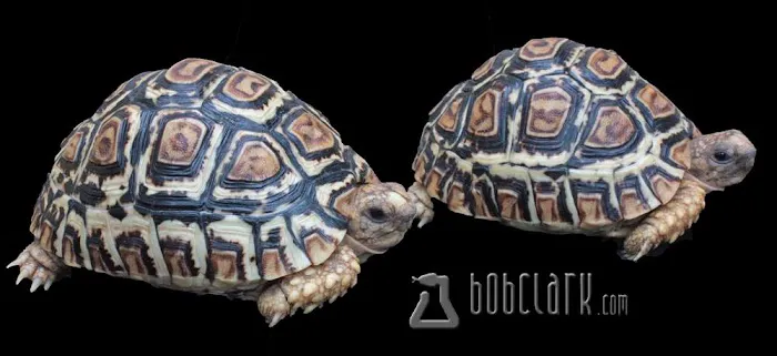 Bob Clark Reptiles Picture 3
