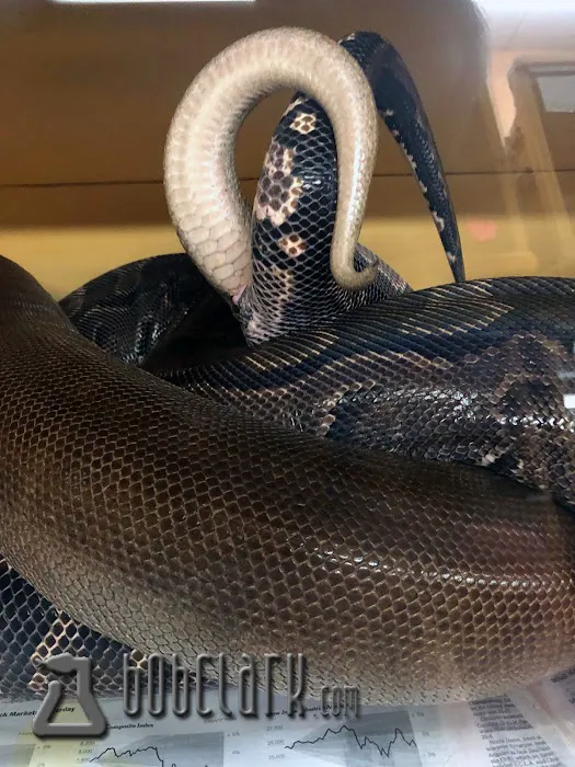 Bob Clark Reptiles Picture 2