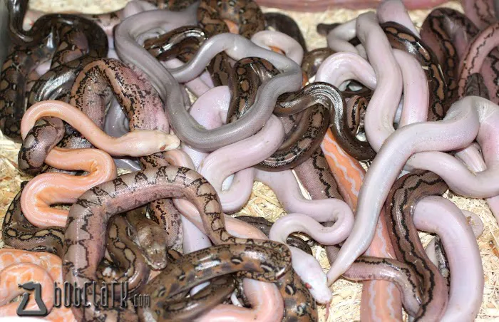 Bob Clark Reptiles Picture 8