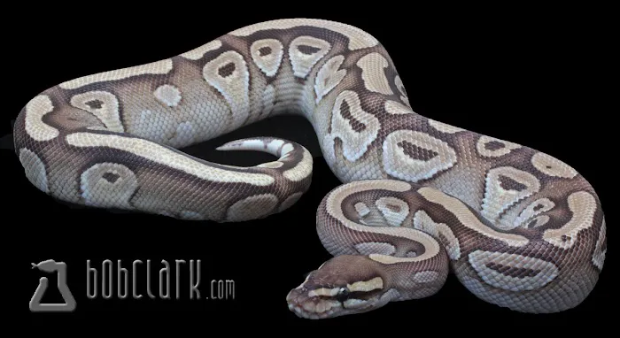 Bob Clark Reptiles Picture 9