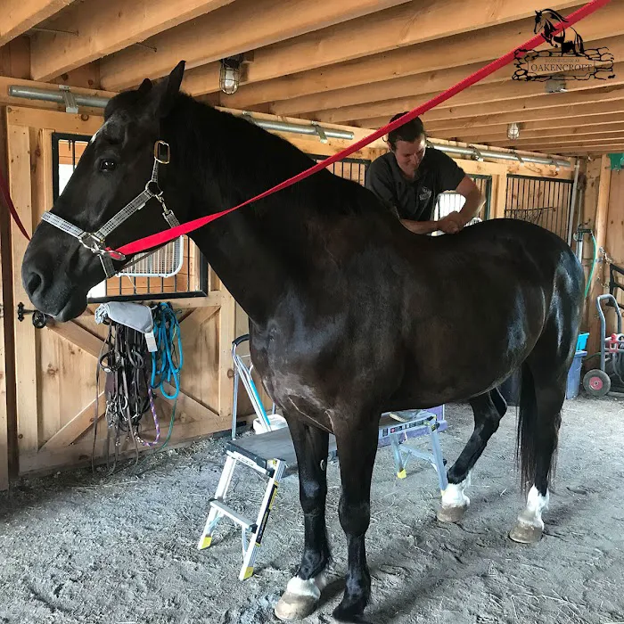 Equine Clinic At Oakencroft Picture 7
