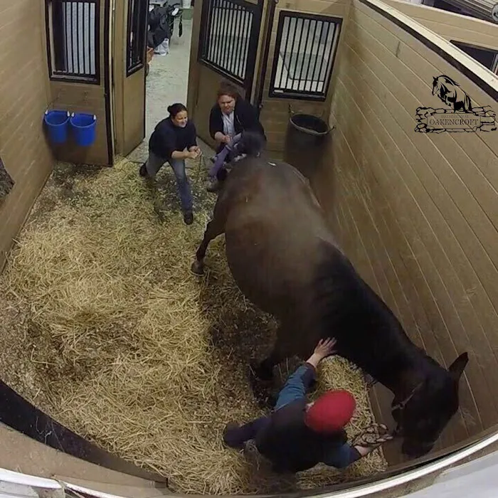 Equine Clinic At Oakencroft Picture 9