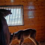 Equine Clinic At Oakencroft
