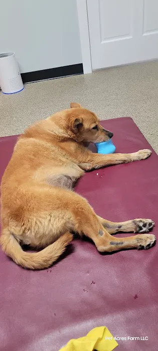 Alternative Veterinary Therapies Picture 2