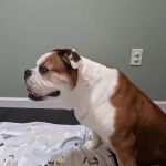 Alternative Veterinary Therapies