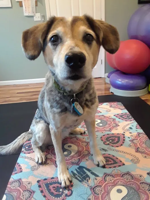 Alternative Veterinary Therapies Picture 6