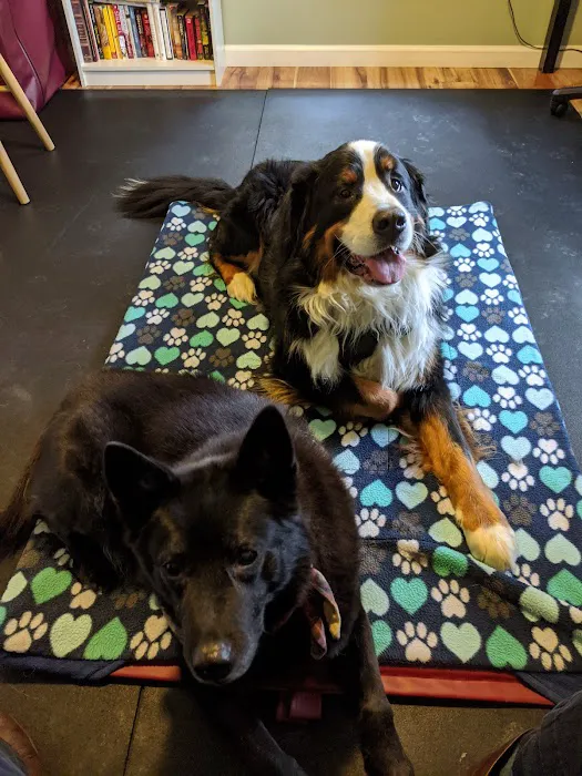 Alternative Veterinary Therapies Picture 7