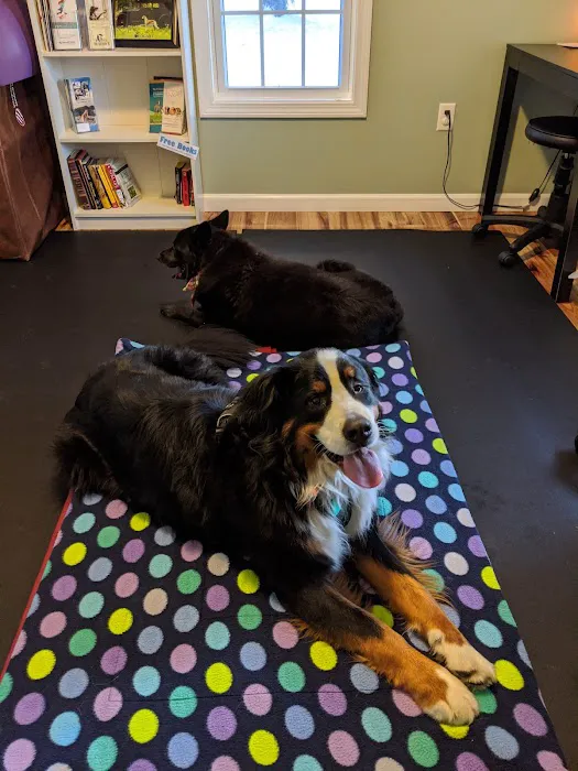 Alternative Veterinary Therapies Picture 4