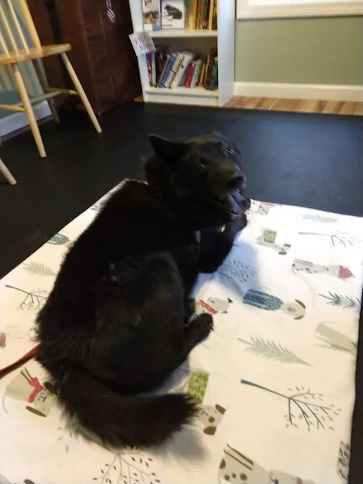 Alternative Veterinary Therapies Picture 5