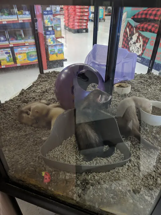 Petco Picture 4