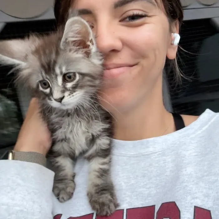 Adorable Kittens Home Picture 2