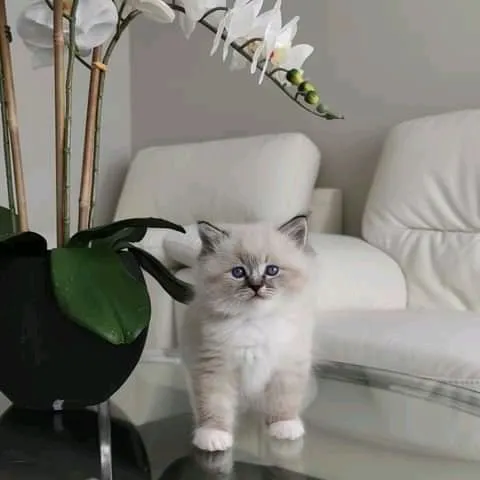 Adorable Kittens Home Picture 3