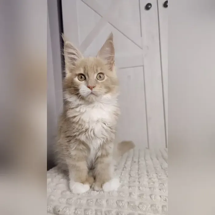 Adorable Kittens Home Picture 8