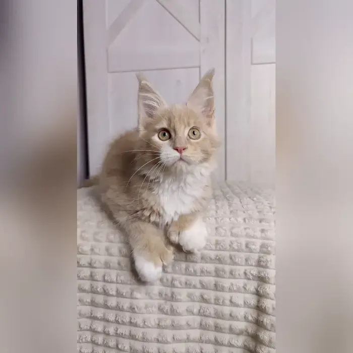 Adorable Kittens Home Picture 10