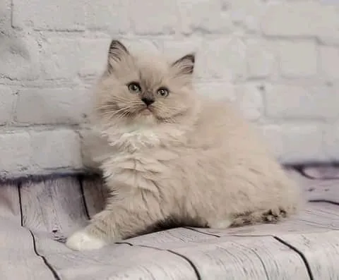 Adorable Kittens Home Picture 9