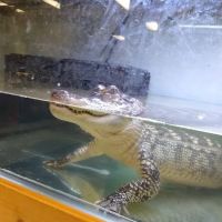 Alligator Alley ico