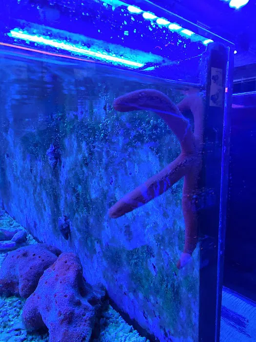 Prestige Worldwide Corals Picture 2