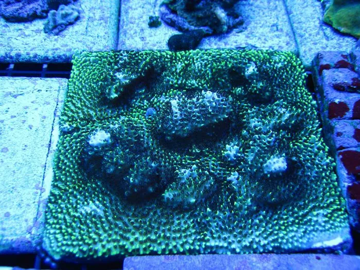 Prestige Worldwide Corals Picture 8