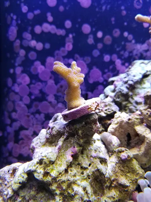 Prestige Worldwide Corals Picture 6