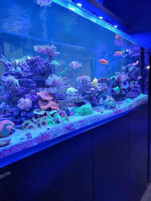 Prestige Worldwide Corals Picture 1