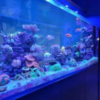 Prestige Worldwide Corals ico