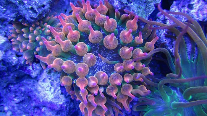 Prestige Worldwide Corals Picture 5
