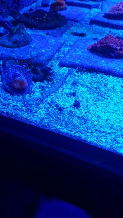 Prestige Worldwide Corals Picture 9