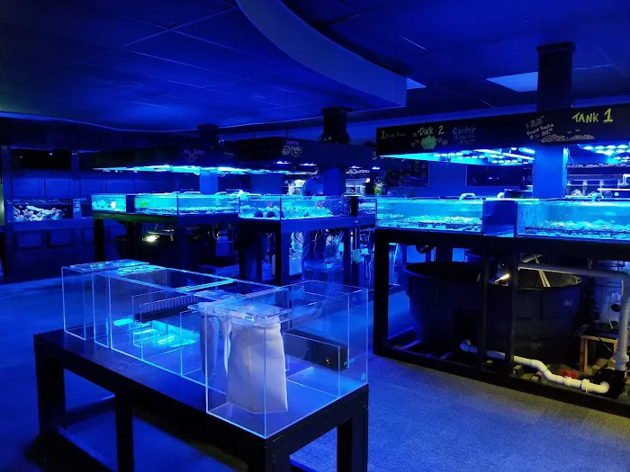 Prestige Worldwide Corals Picture 10