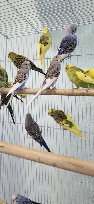 Abriana's Pet Shop Picture 9