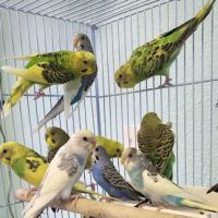 Abriana's Pet Shop ico