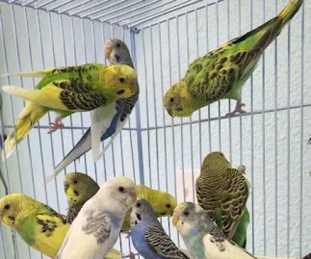 Abriana's Pet Shop