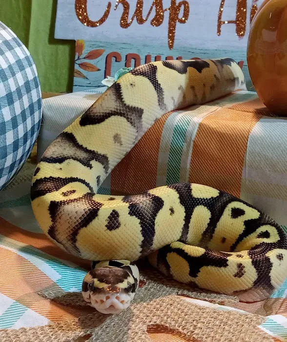 Wilbanks Captive Bred Reptiles Picture 6