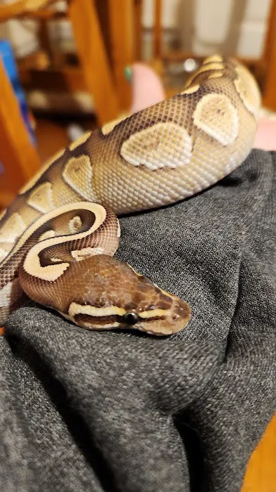Wilbanks Captive Bred Reptiles Picture 3