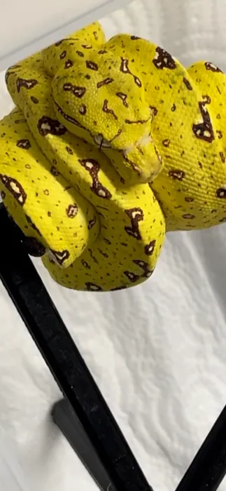 Wilbanks Captive Bred Reptiles Picture 2