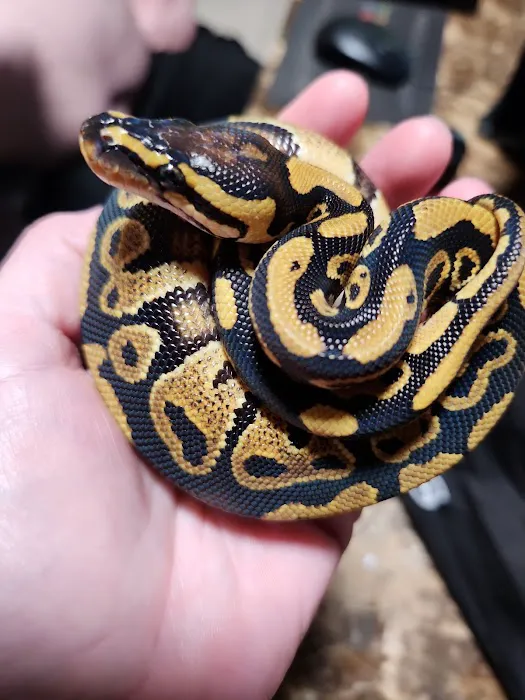 Wilbanks Captive Bred Reptiles Picture 1