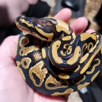 Wilbanks Captive Bred Reptiles ico