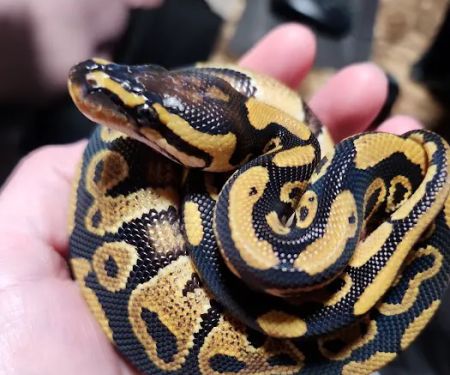 Wilbanks Captive Bred Reptiles