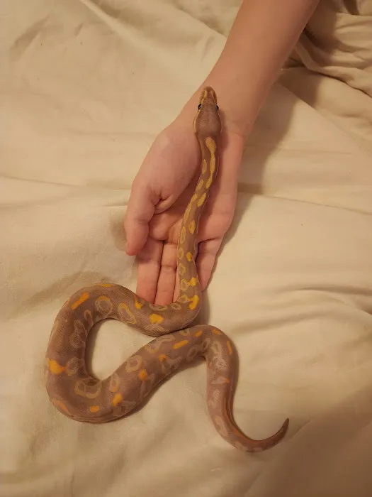 Wilbanks Captive Bred Reptiles Picture 10