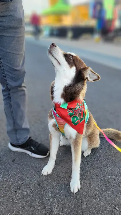 Wags, Whiskers and Beyond Picture 9